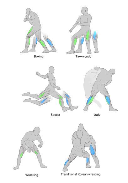 다양한 스포츠 종목의 선수들이 최대파워와 평균파워에 도달하는 데 관여하는 주요 근육. 파란색은 최대파워, 녹색은 평균파워로 표시됐다.(사진 : 세브란스병원 제공) *재판매 및 DB 금지
