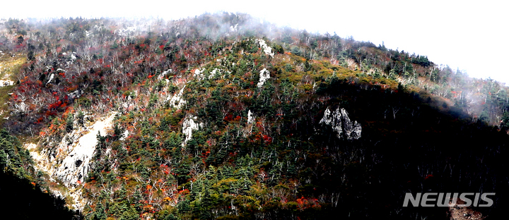 [양양=뉴시스] 김경목 기자 = 26일 오후 강원도 양양군 설악산 국립공원 대청봉(1708m) 아래 해발 1500~1600m 암벽 지대에서 단풍이 물들고 있다. 올해 단풍은 온난화의 요인으로 예년보다 늦게 물들기 시작했다. 2021.09.26. photo31@newsis.com