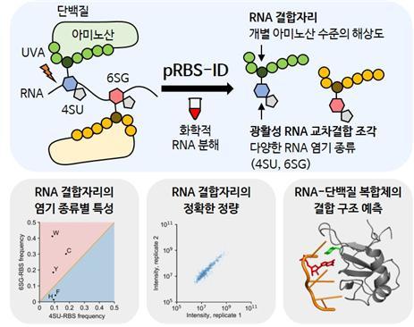 [서울=뉴시스] 연구 결과 모식도(사진=서울대 제공) *재판매 및 DB 금지