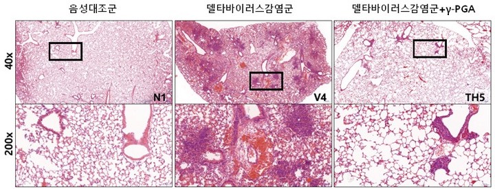 마우스 정상 폐조직(좌), 델타변이 코로나바이러스 감염 폐조직(중간), 감마-PGA 투여군 폐조직 (우) (사진=바이오리더스 제공) *재판매 및 DB 금지