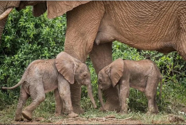 [서울=뉴시스] 지난 주말 케냐 삼부루 국립 보호구역에서 어미 코끼리 보라가 쌍둥이 코끼리를 출산했다. (출처 : AFP) 2022.01.21. *재판매 및 DB 금지