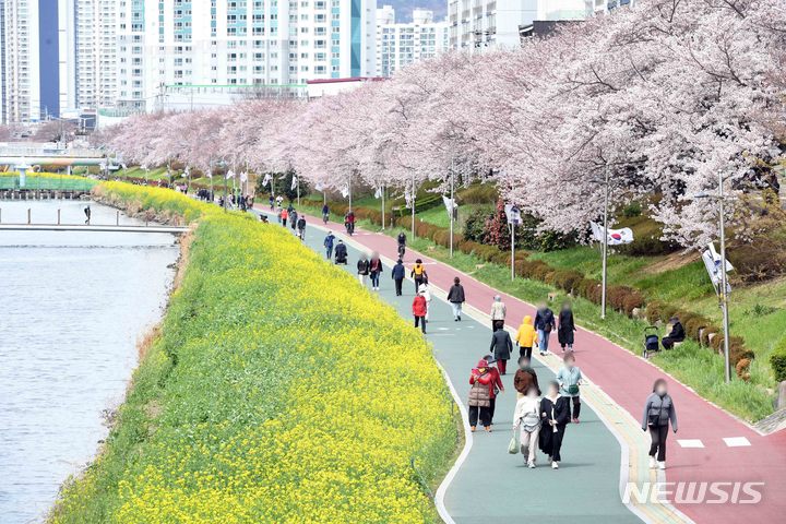 [부산=뉴시스] 하경민 기자 = 봄 기운이 완연한 28일 부산 동래구 온천천을 찾은 시민들이 활짝 핀 벚꽃과 유채꽃 사이 산책로를 걷고 있다. 2022.03.28. yulnetphoto@newsis.com