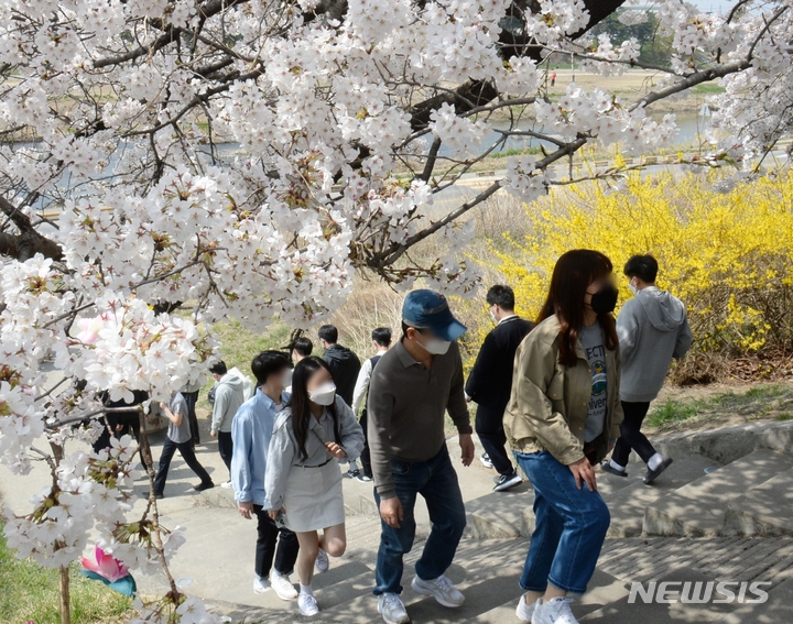 지난해 청주 무심천 벚꽃