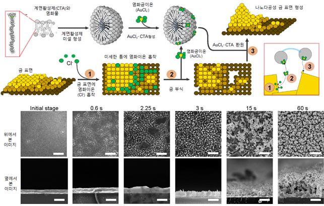 [대전=뉴시스] 나노구조 및 나노다공성 금 표면을 생성하는 메커니즘. 미셀(micelle)을 형성하는 계면활성제와 염화나트륨 용액 속에서 금전극에 전기 펄스를 가하면 염화물이 표면에 흡착되고 금이 에칭돼 제거되지만 미셀에 의해 금전극의 표면에 다시 흡착돼 다공성 금 나노구조를 성장시킨다. *재판매 및 DB 금지