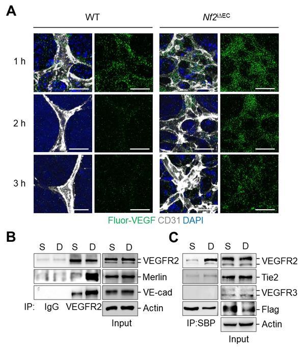 [대전=뉴시스] 혈관 특이적으로 Merlin의 발현을 억제했을 때 VEGF의 세포내 이동과 세포 결합 정도에 따른 Merlin/VEGFR2/VE-cadherin 상호작용의 변화. *재판매 및 DB 금지