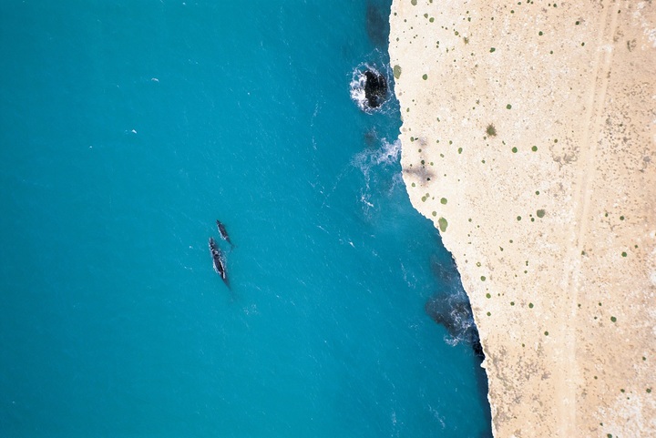 남방긴수염고래, 헤드 오브 바이트, 남호주 (사진=남호주 관광청) photo@newsis.com *재판매 및 DB 금지