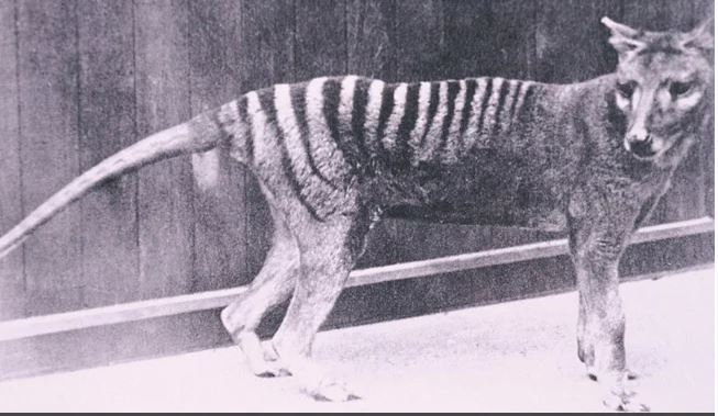 [서울=뉴시스]호주와 미국의 연구원들이 지난 1930년대 마지막으로 알려진 개체가 죽으면서 멸종된 태즈메이니아 호랑이 타일러신을 복원하기 위한 프로젝트에 착수했다고 BBC가 17일 보도했다. 복원에는 수백만 달러가 투입된다.멸종된 태즈메이니아 호랑이. <사진 출처 : 호주 박물관> 2022.8.17