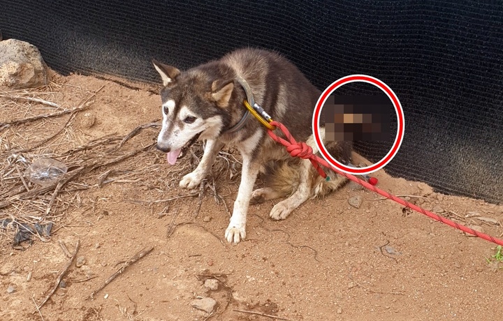 [제주=뉴시스] 제주에서 몸통에 화살이 박힌 강아지가 발견돼 경찰이 수사를 벌이고 있다. 2022년 8월26일 제주시 한경면 소재 한 도로변에서 몸통에 화살(붉은원)이 꽂힌 강아지가 숨을 헐떡이며 앉아 있다. (사진=제주시 제공) 2022.08.26. photo@newsis.com *재판매 및 DB 금지