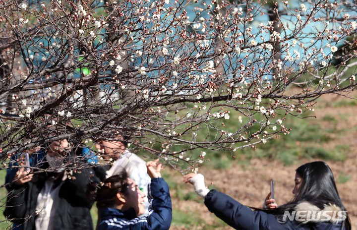 [부산=뉴시스] 하경민 기자 = 봄이 시작된다는 절기인 입춘(立春)을 나흘 앞둔 31일 부산 남구 동명대에서 학생들이 꽃망울을 터트린 매화를 배경으로 기념사진을 찍고 있다. 2023.01.31. yulnetphoto@newsis.com