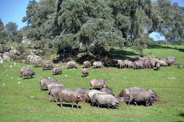 한화가 직영하는 스페인 세비아 북부 시에라 모레나(Sierra Morena) 국립공원 내 이베리코 농장. (사진=갤러리아 제공) *재판매 및 DB 금지