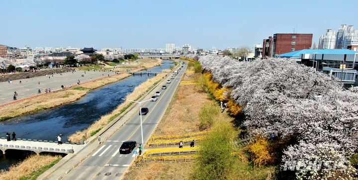 청주 무심천변 벚꽃 27일 만발…작년보다 9일 빨라