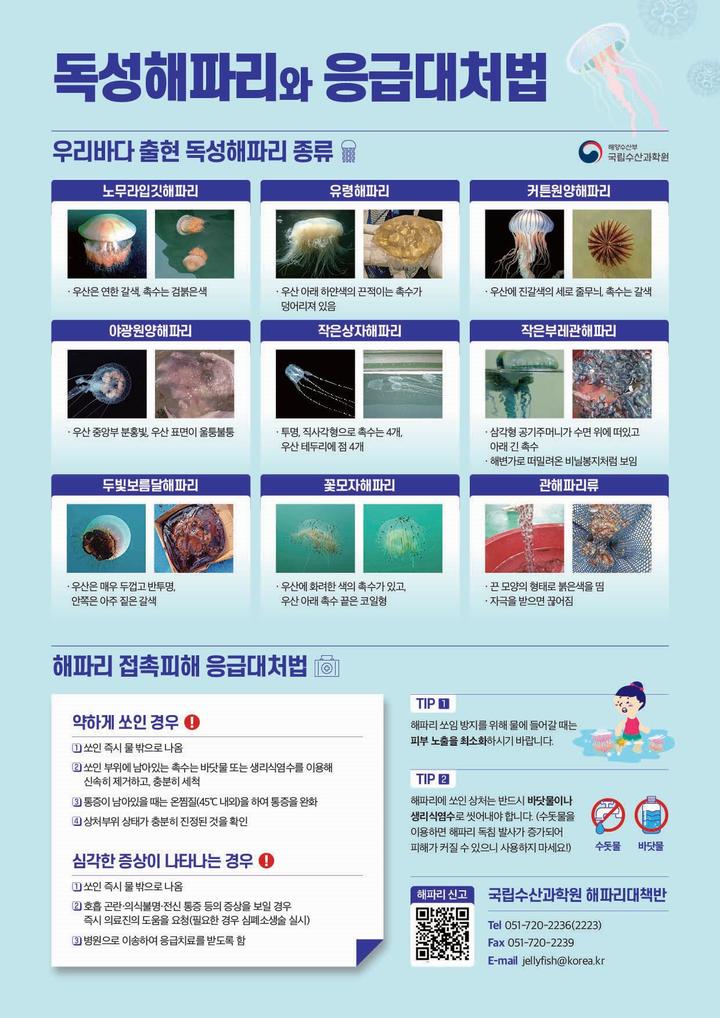 해수부, 해파리 피해방지 대책 마련…온라인 신고제 운영