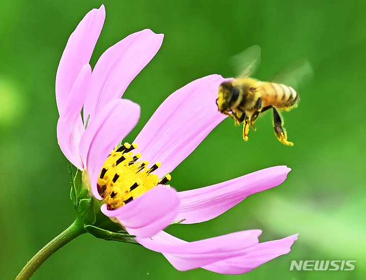 "꿀 생산량 늘린다" 충북도 양봉산업 5개년 계획 추진