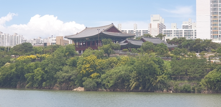 울산 태화루 남쪽 담장에 희귀 '모감주나무꽃 관찰장' 운영
