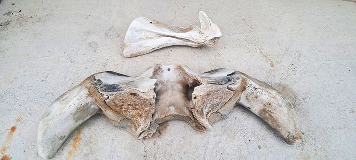 [신안=뉴시스] 하태도 해안가에서 발견된 고래뼈 2점(두개골). (사진=신안군 제공) *재판매 및 DB 금지