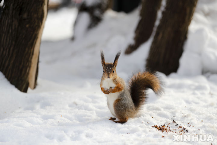 [모스크바=신화/뉴시스] 3일(현지시간) 러시아 모스크바에 145년 관측 이래 최대 폭설이 내렸다고 타스통신이 보도했다. 2일 눈 쌓인 모스크바 한 공원에 다람쥐 한 마리가 있다. 2023.12.04.