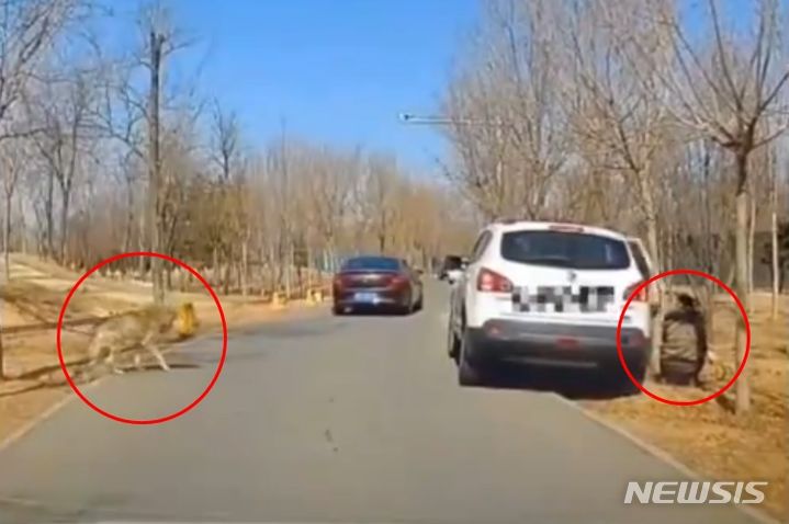 중국의 한 동물원에서 사파리를 관람하던 여성이 차량에서 내려 아이의 소변을 보게 하는 황당한 일이 벌어졌다. 당시 근처에 있던 늑대들이 접근해 하마터면 큰 참사가 일어날 뻔했다. 목격자들이 촬영한 영상은 소셜미디어(SNS)에 공유돼 논란을 일으켰다. 출처 ; @ChaudharyParvez *재판매 및 DB 금지