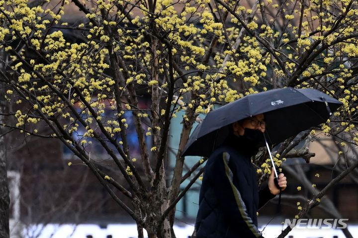 [광주=뉴시스] 이영주 기자 = 봄비가 내리는 11일 오후 광주 서구 5·18기념공원에서 한 시민이 우산을 쓴 채 산수유 나무 주변을 걷고 있다. 2024.03.11. leeyj2578@newsis.com