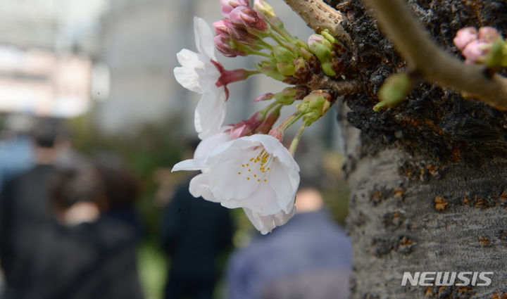[울산=뉴시스] 배병수 기자 = 27일 울산시의회 정문 앞에 봄을 알리는 벚꽃이 피어 있다. 2024.03.27. bbs@newsis.com
