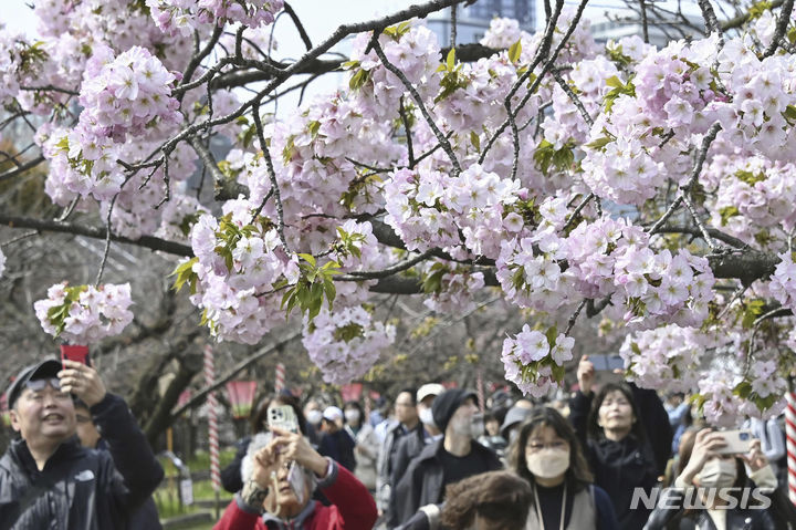 [도쿄=AP/뉴시스]5일 일본 도쿄 우에노 공원에서 방문객들이 만개한 벚꽃을 촬영하고 있다. 지난 3월 일본을 방문한 외국인 여행자는 308만여명으로 처음으로 300만명을 넘어서며 월간 방문자 수로 사상 최다를 기록했다고 NHK가 17일 보도했다. 2024.04.17.