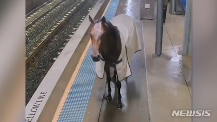호주 기차역에서 말 한 마리가 승강장을 내달리는 황당한 사건이 펼쳐졌다. CCTV에 촬영된 영상은 소셜미디어(SNS)에 퍼져 화제가 됐다. 출처 : @CNNnews *재판매 및 DB 금지