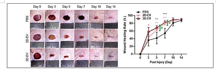 [대전=뉴시스] 생명연구원이 개발한 상피 오가노이드 유래 세포 외 소포체의 피부상처 치유 효과. 생리식염수(PBS), 2차원 모델 유래 세포외소포체(2D-EV), 3차원 모델 유래 세포 외소포체(3D-EV)를 면역결핍 마우스의 상처 부위에 주입하고 2주간 치유 속도를 관찰한 결과, 3차원 상피 오가노이드 모델에서 분비된 세포 외 소포체가 가장 뛰어난 상처 치유 효과를 나타냈다. *재판매 및 DB 금지