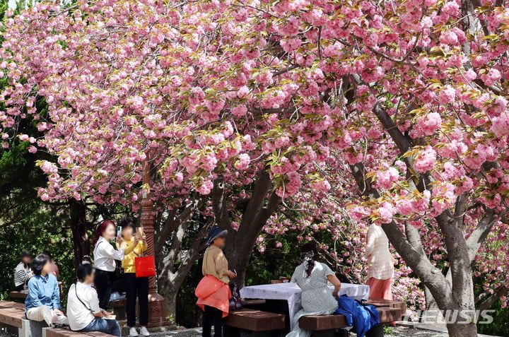 [부산=뉴시스] 하경민 기자 = 18일 부산 중구 민주공원을 찾은 시민과 관광객들이 활짝 핀 겹벚꽃을 배경으로 기념사진을 찍으며 봄 나들이를 즐기고 있다. 2024.04.18. yulnetphoto@newsis.com