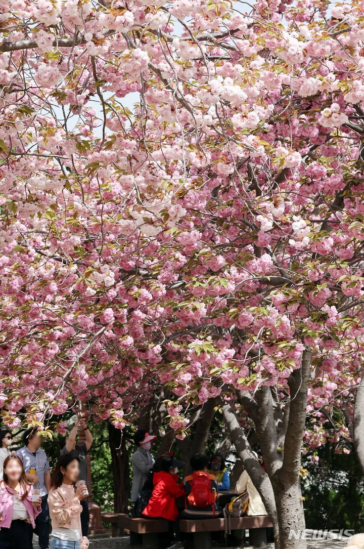 [부산=뉴시스] 하경민 기자 = 18일 부산 중구 민주공원을 찾은 시민과 관광객들이 활짝 핀 겹벚꽃을 배경으로 기념사진을 찍으며 봄 나들이를 즐기고 있다. 2024.04.18. yulnetphoto@newsis.com