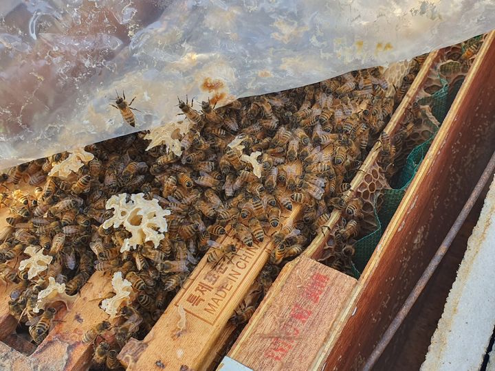 "꿀 생산량 늘린다" 충북도 양봉산업 5개년 계획 추진
