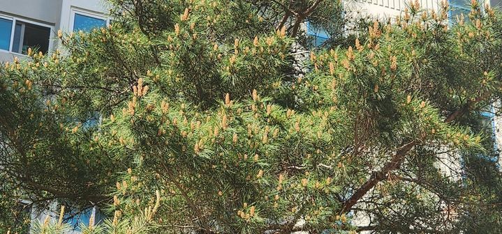 [대구=뉴시스] 주거지역 내 소나무 송홧가루 사진. (사진=대구안실련 제공) 2024.04.23. photo@newsis.com *재판매 및 DB 금지