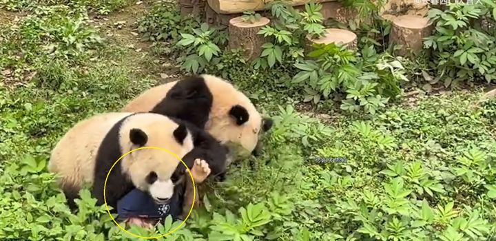 [서울=뉴시스] 중국의 한 동물원에서 판다 2마리가 사육사에게 달려드는 일이 발생했다. 공격성을 드러내는 판다의 모습은 보기 드문 일이라 관심이 쏠리고 있다. (사진=웨이보 갈무리) *재판매 및 DB 금지