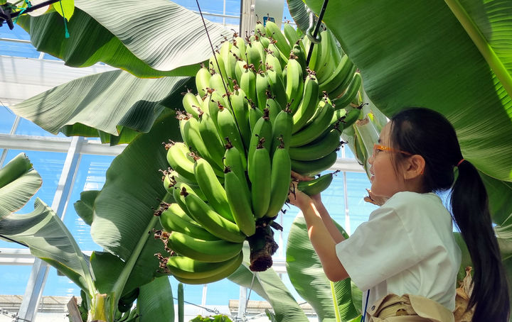 [함평=뉴시스] 전남 함평군 나비축제장에서 한 어린이가 바나나 수확 체험을 하고 있다. (사진=함평군 제공) photo@newsis.com *재판매 및 DB 금지