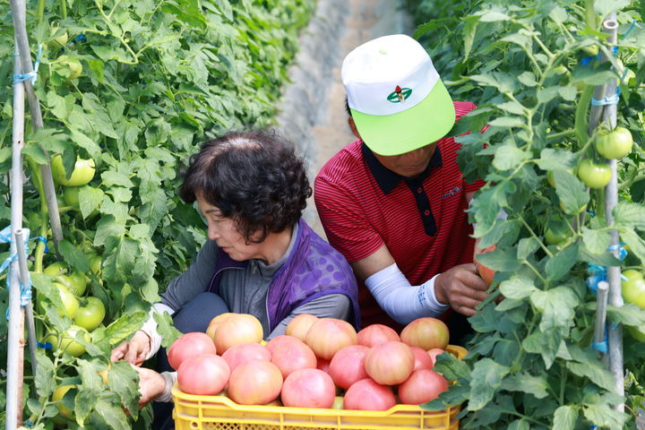 예천군 한 농가에서 '감천 돌토마토'를 수확하고 있다. (사진=예천군 제공) *재판매 및 DB 금지