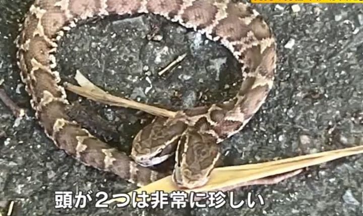 [서울=뉴시스] 일본 후쿠오카에서 한 몸에 머리가 두 개 달린 뱀이 발견됐다.(사진=일본 TNC 뉴스 캡처) *재판매 및 DB 금지