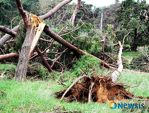 【서산=뉴시스】고명진 기자 = 지난 2010년 9월 3일 태풍 곤파스로 인해 충남 서산시 인지면 애정리 송림공원의 소나무들이 쓰러져 있다. photodesk@newsis.com