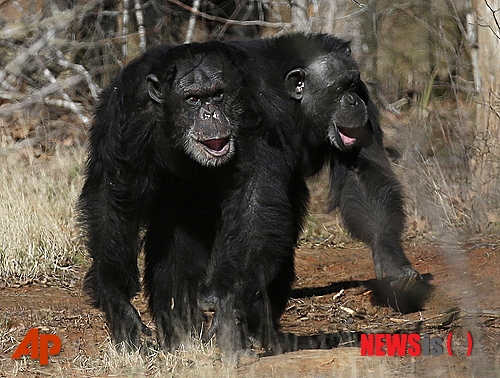 야생 침팬지 무리가 고릴라 공격해 죽이는 모습 최초 목격돼