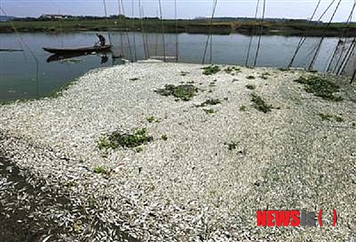 【서울=뉴시스】 한 노동자가 3일 중국 후베이(湖北)성 우한(武漢)의 푸허강(府河)에서 죽은 물고기들을 치우고 있다. 현지 언론은 지난 2일 아침부터 대량의 물고기 사체가 떠오르기 시작했으며 오후 11시까지 약 100톤의 물고기가 처리됐다고 전했다. 2013.09.05 (사진출처: 중국 싱추왕)