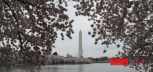 【뉴욕=뉴시스】노창현 특파원 = 세계적으로 유명한 워싱턴DC의 벚꽃축제는 1912년 일본이 ‘미·일우호’를 내세워 기증한 3000여 그루에서 비롯됐다. 당시 벚나무 묘목들은 도쿄 교외의 이타미시와 효고현 등지에서 채집된 것으로 알려졌지만 사실은 제주 한라산에서 채집됐을 가능성이 크다는 주장이 제기됐다. 일본은 1910년 2000그루의 벚나무를 미국에 기증했으나 병충해 감염으로 도착 직후 전량 소각됐다. 그러나 불과 14개월 후 6000여 그루의 건강한 묘목들이 재기증됐고 1935년부터 벚꽃축제가 열리고 있다. 1996년 타계한 동양미술사학자 존 카터 코벨 박사는 생전에 “당시 일본이 미국의 풍토에서 살아남을 수 있는 새 품종 벚나무를 제주도에서 채집해 선물했다”고 주장한 바 있다. 사진은 벚꽃축제가 한창인 워싱턴의 포토맥 강변. 2014.04.15. <사진=Newsroh 문기성씨 제공>  robin@newsis.com
