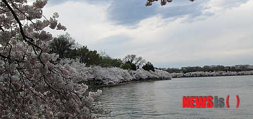 【뉴욕=뉴시스】노창현 특파원 = 세계적으로 유명한 워싱턴DC의 벚꽃축제는 1912년 일본이 ‘미·일우호’를 내세워 기증한 3000여 그루에서 비롯됐다. 당시 벚나무 묘목들은 도쿄 교외의 이타미시와 효고현 등지에서 채집된 것으로 알려졌지만 사실은 제주 한라산에서 채집됐을 가능성이 크다는 주장이 제기됐다. 일본은 1910년 2000그루의 벚나무를 미국에 기증했으나 병충해 감염으로 도착 직후 전량 소각됐다. 그러나 불과 14개월 후 6000여 그루의 건강한 묘목들이 재기증됐고 1935년부터 벚꽃축제가 열리고 있다. 1996년 타계한 동양미술사학자 존 카터 코벨 박사는 생전에 “당시 일본이 미국의 풍토에서 살아남을 수 있는 새 품종 벚나무를 제주도에서 채집해 선물했다”고 주장한 바 있다. 사진은 벚꽃이 만발한 워싱턴의 포토맥 강변. 2014.04.16. <사진=Newsroh 문기성씨 제공>  robin@newsis.com