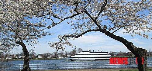 【뉴욕=뉴시스】노창현 특파원 = 세계적으로 유명한 워싱턴DC의 벚꽃축제는 1912년 일본이 ‘미·일우호’를 내세워 기증한 3000여 그루에서 비롯됐다. 당시 벚나무 묘목들은 도쿄 교외의 이타미시와 효고현 등지에서 채집된 것으로 알려졌지만 사실은 제주 한라산에서 채집됐을 가능성이 크다는 주장이 제기됐다. 일본은 1910년 2000그루의 벚나무를 미국에 기증했으나 병충해 감염으로 도착 직후 전량 소각됐다. 그러나 불과 14개월 후 6000여 그루의 건강한 묘목들이 재기증됐고 1935년부터 벚꽃축제가 열리고 있다. 1996년 타계한 동양미술사학자 존 카터 코벨 박사는 생전에 “당시 일본이 미국의 풍토에서 살아남을 수 있는 새 품종 벚나무를 제주도에서 채집해 선물했다”고 주장한 바 있다. 사진은 벚꽃축제가 한창인 워싱턴의 포토맥 강변. 2014.04.16. <사진=Newsroh 문기성씨 제공>  robin@newsis.com