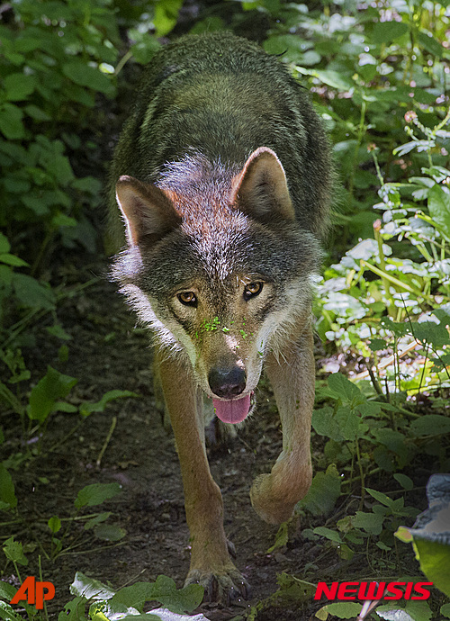 佛정부, 토종 늑대 수 늘리기로 결정…목축업자들은 반대