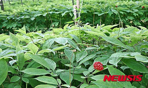 기록적인 폭염에 인삼밭 관리 '비상'