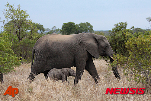 【AP/뉴시스】2014년 사진으로, 남아공 주마 공원에서 코끼리 어미가 새끼를 데리고 가고 있다. 2017. 1. 5. 