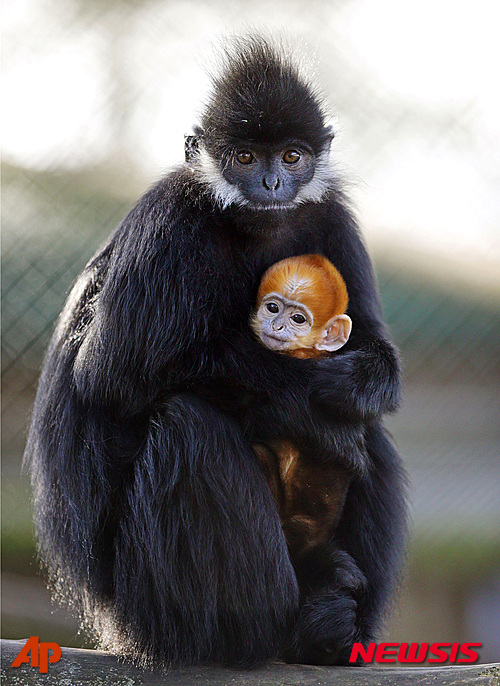 【 베키스번=AP/뉴시스】영국 베케스번에 있는 휴렛츠 야생 동물 공원에서 17일(현지시간) 프랑수아랑구르 어미 원숭이가 관람객들에게 첫 선을 보이는 아기 원숭이를 꼭 안고 있다. 2016.02.18 