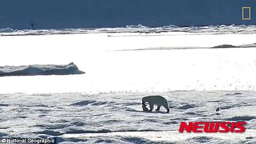 【서울=뉴시스】26일(현지시간) 영국 일간 데일리메일은 지난해 내셔널 지오그래픽이 캐나다의 설원에서 포착한 북극곰이 어린 곰을 잡아먹는 충격적인 동영상을 공개했다. 총 3분 13초 길이의 이 동영상은 지난해 캐나다의 한 설원에서 촬영한 것이다. 지구온난화로 인해 식량을 구하기 힘들어진 곰이 어린 곰을 잡아 먹는 경우가 있다고 내셔널 지오그래픽은 설명했다. (사진출처: 데일리메일) 2016.02.26. 