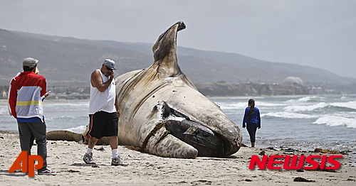 【샌클레멘테=AP/뉴시스】미국 캘리포니아주 샌클레멘테 해변 모래사장에 26일(현지시간) 거대한 고래 사체가 누워있다. 더운 날씨에 부패하고 있는 고래 사체를 어떻게 처리할지 시 당국은 고심 중이다. 2016.04.27
