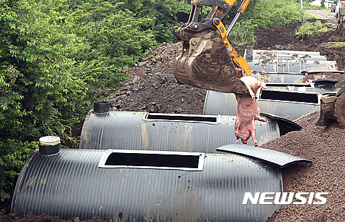 중국서 돼지열병 첫 발생 336마리 살처분..."한반도로 전파 위험"