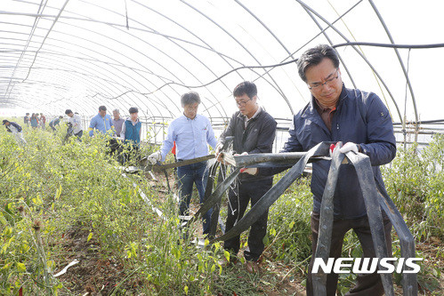 【서울=뉴시스】5일 오후 전남 함평군 덕산리 내덕마을에서 열린 제17차 이동식 농업종합병원에서 정황근 농촌진흥청장과 참가자들이 비닐하우스에서 폐비닐을 수거하며 농촌 일손돕기를 펼치고 있다.  농촌진흥청과 한림대학교의료원,전라남도농업기술원, 함평군농업기술센터, LG전자서비스 등 참가 기관은 의료복지와 행정서비스가 상대적으로 불편한 농촌마을을 찾아 나눔·소통의 재능기부 봉사활동 및 영농문제 민원 등을 적극적으로 해소하고 있다. 2016.11.05. (사진=농촌진흥청 제공)  photo@newsis.com 