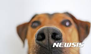 【서울=뉴시스】사람보다 10만배 뛰어난 후각을 가진 개 코를 본 딴 기기를 공기흡입식 폭발물 탐지기에 부착했더니 정확도가 16배 이상 향상됐다는 연구결과가 나왔다. (사진 출처: 픽사베이) 2016.12.02