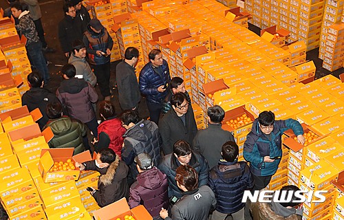 【제주=뉴시스】 서울 가락동 농수산물도매시장에 쌓여 경매를 기다리고 있는 제주감귤.(뉴시스 DB)